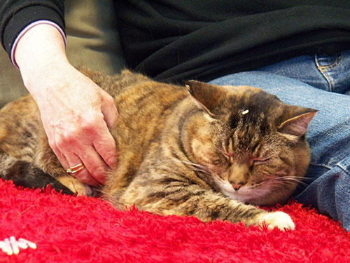 acupuncture with a cat