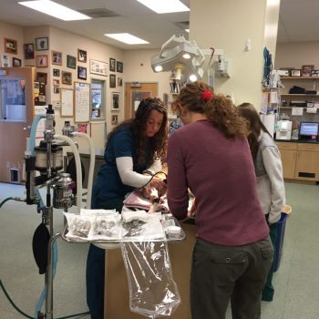 Certified Vet Hospital, 24/7 Emergency, Telemedicine 12 IMG