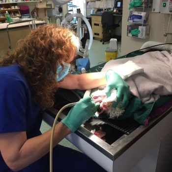 Certified Vet Hospital, 24/7 Emergency, Telemedicine 20 IMG