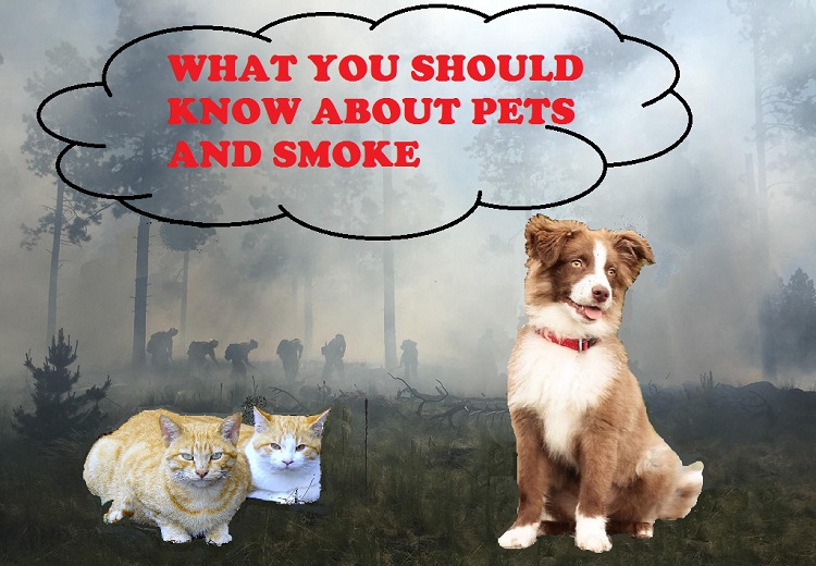 pets and smoke