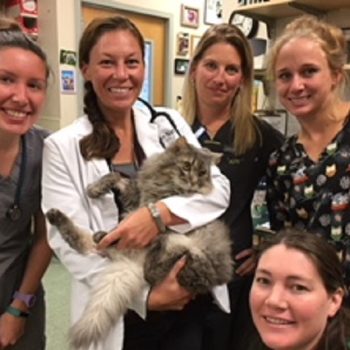 Certified Vet Hospital, 24/7 Emergency, Telemedicine 11 Pet Kare Team