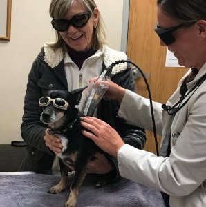 Laser Therapy, Pet Kare Team