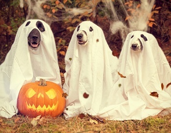 dogs in ghost halloween costumes