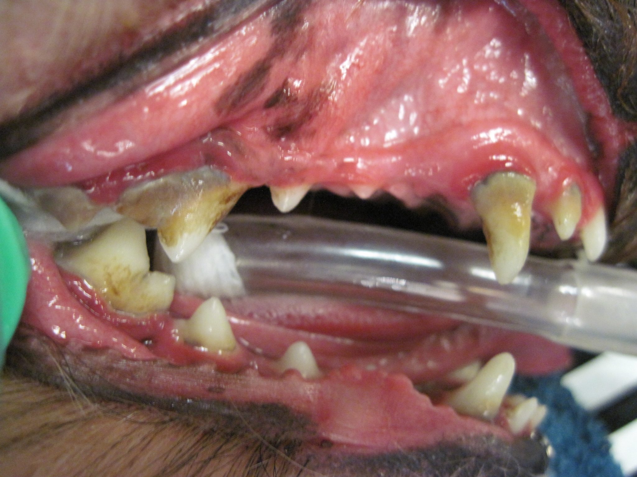 February is Dental Awareness Month! 1 February is Dental Awareness Month! 1