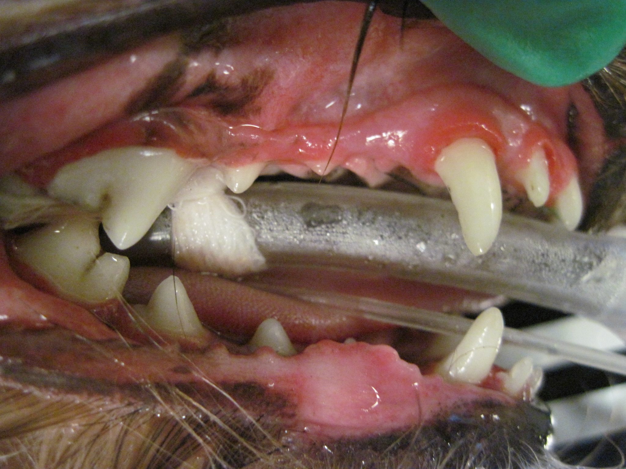 February is Dental Awareness Month! 2 February is Dental Awareness Month! 2