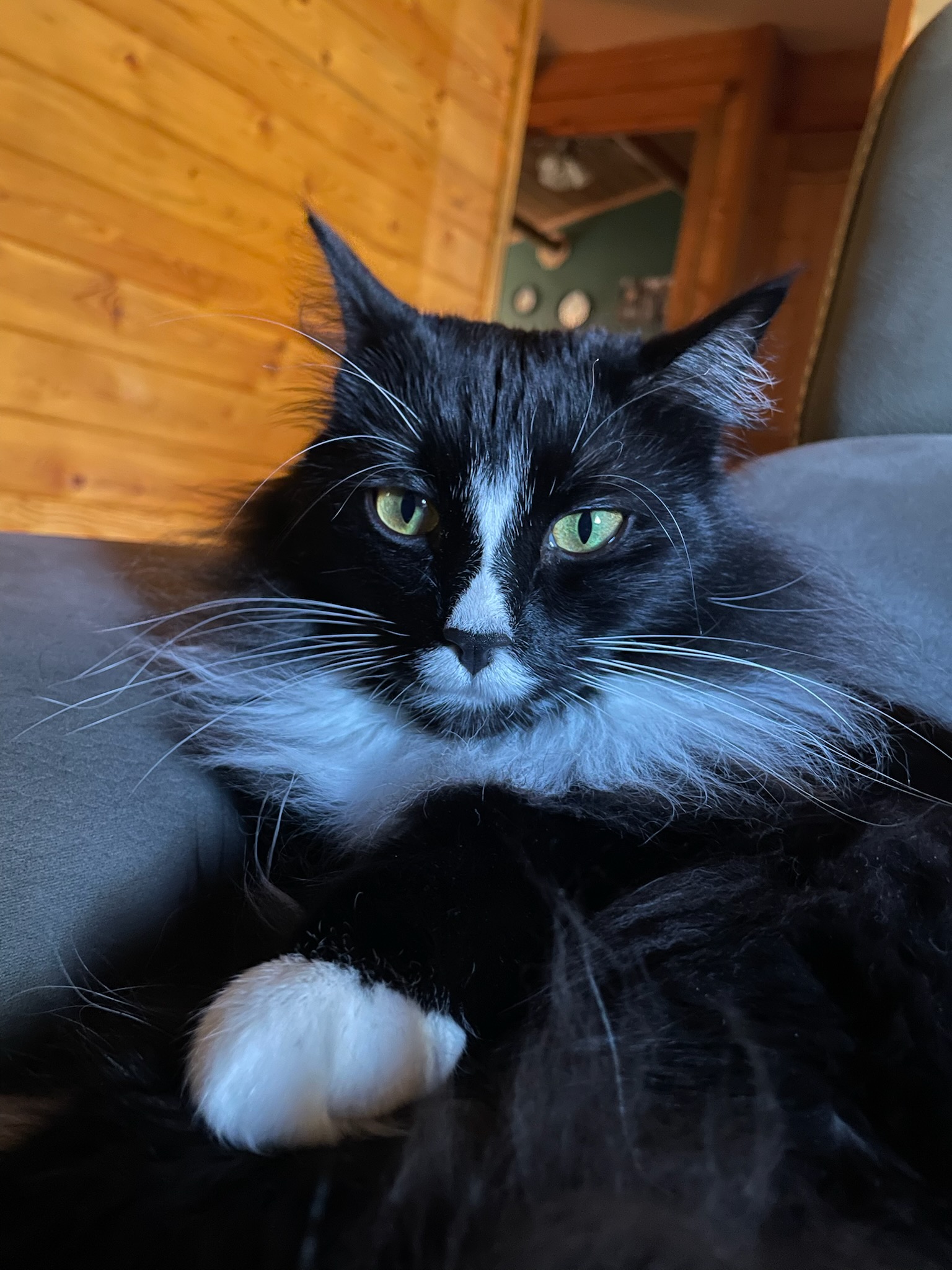 March is for the cats! 50% off feline wellness exam! 6