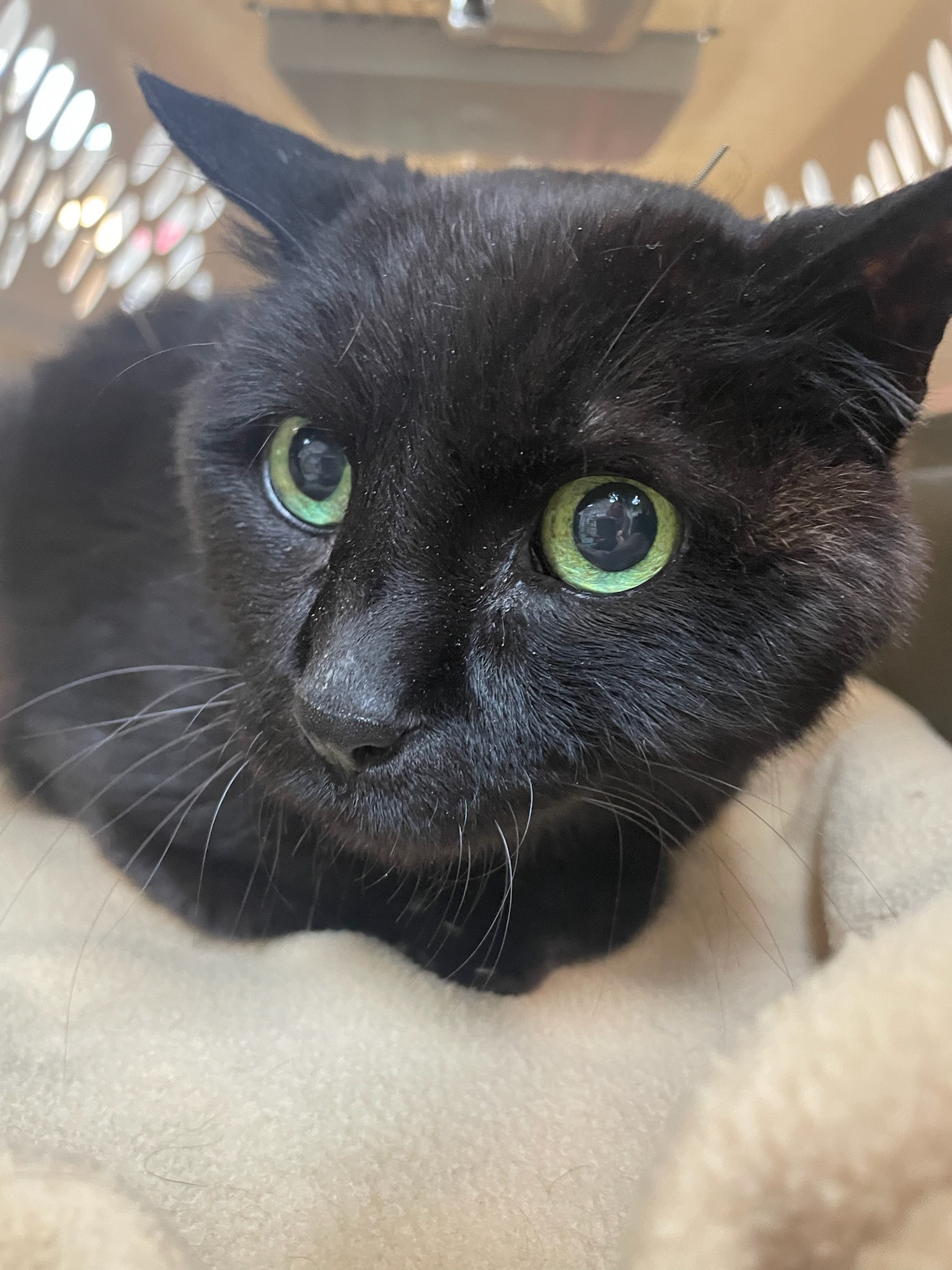 March is for the cats! 50% off feline wellness exam! 2