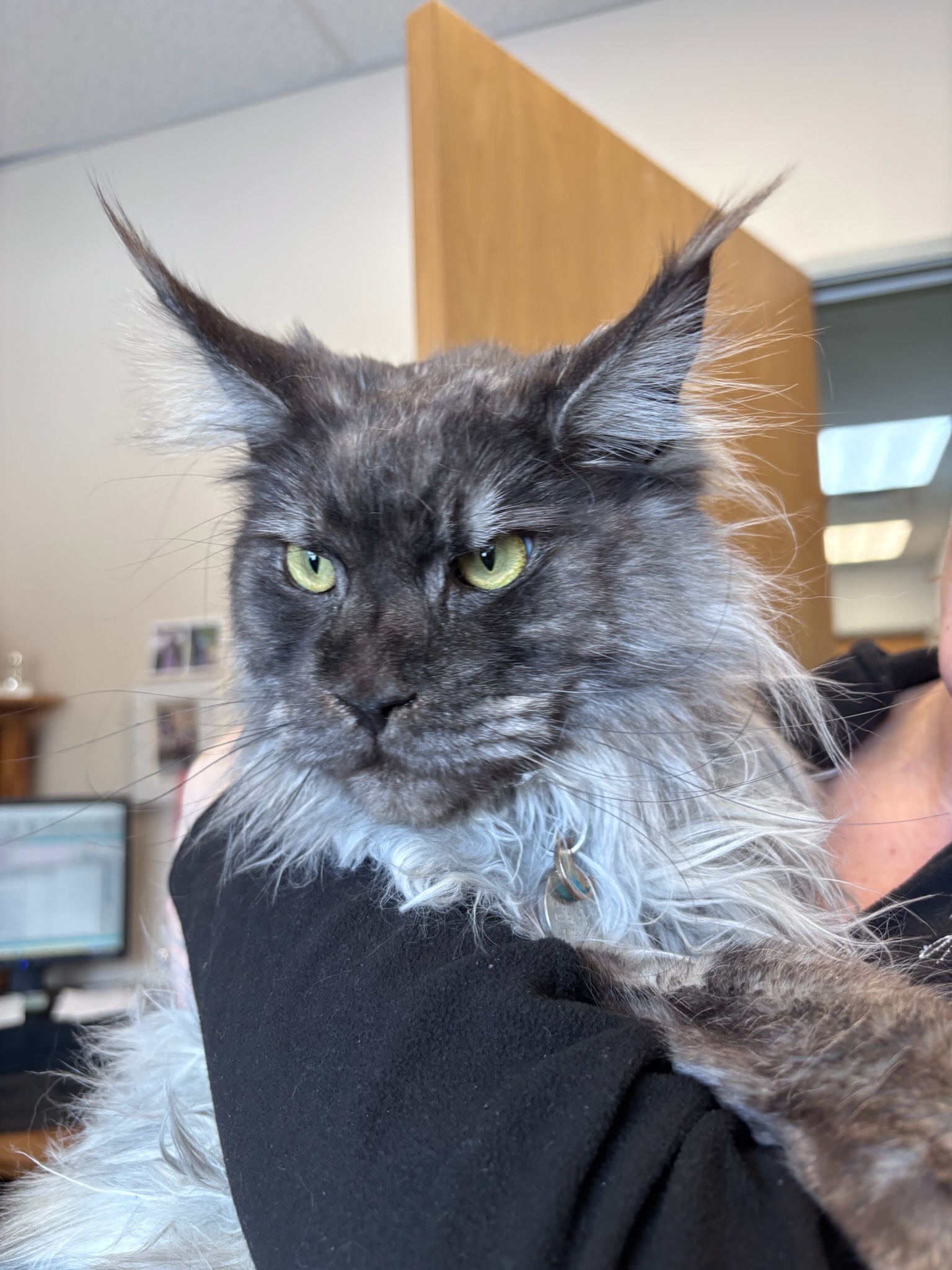 March is for the cats! 50% off feline wellness exam! 4