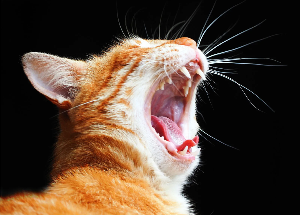 Avoid Raw Diets for your cats! See Articles attached 3